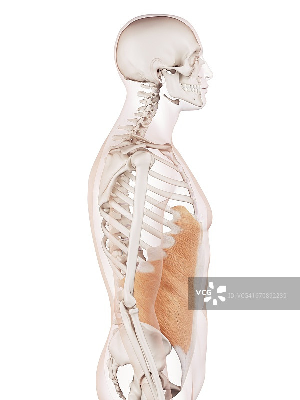 人体腹部肌肉图片素材