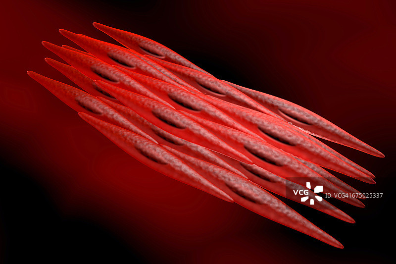 非横纹肌细胞，平滑肌细胞的3D渲染图图片素材