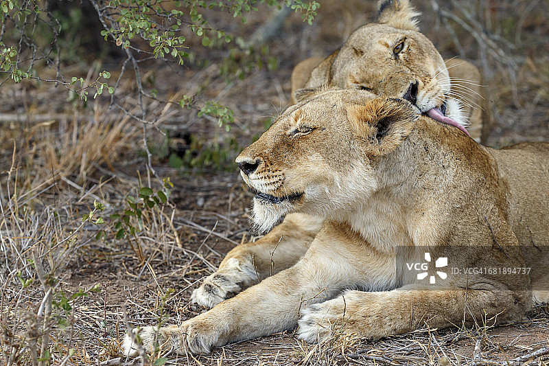 两只母狮子，狮子Panthera，正在树荫下休息，忙着梳理毛发。狮子是非常群居的动物，它们的大部分时间都花在相互互动上图片素材