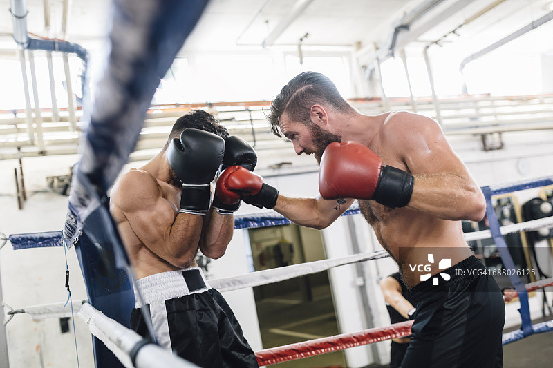 两个拳击手在拳击台上搏斗图片素材