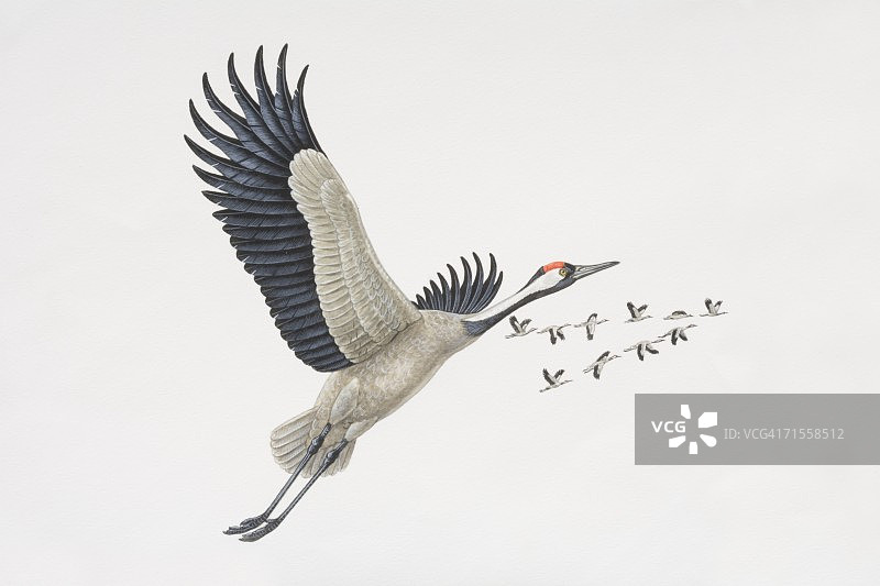 Grus Grus，飞行中的普通鹤，一只在前景，一群以v字形编队飞行在背景中。图片素材