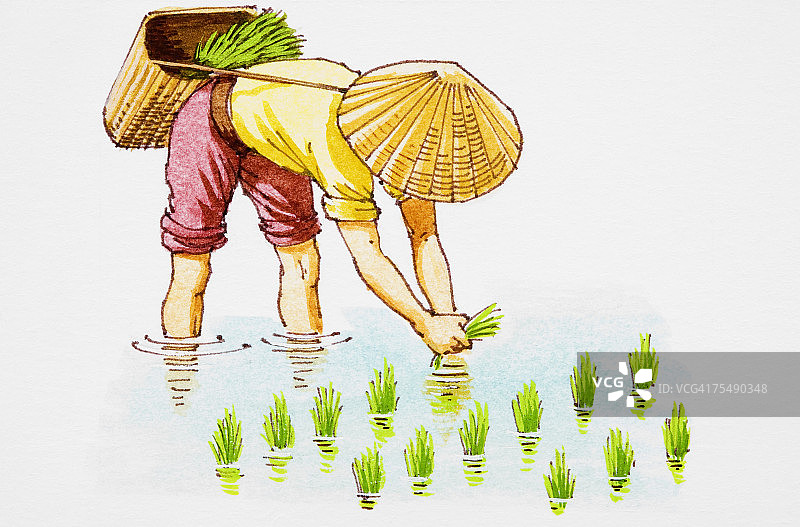 稻田里，东亚人弯着腰做着繁重的工作，采摘半水生作物图片素材