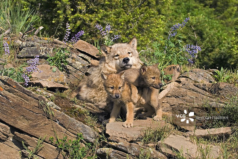 狼幼崽和母狼在巢穴里图片素材