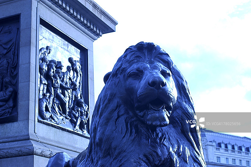 英国伦敦特拉法加广场狮子雕像的特写镜头。图片素材