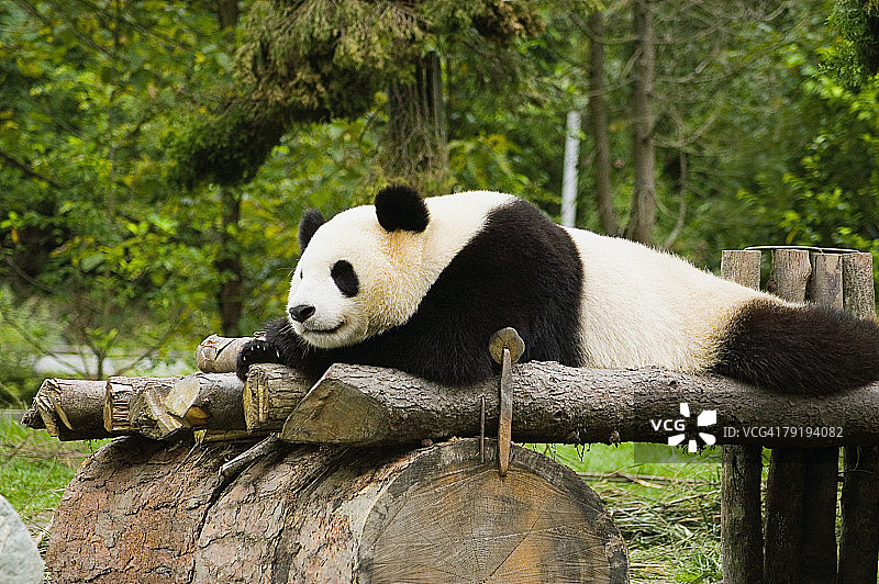 特写大熊猫(Alluropoda melanoleuca)休息在一个木制平台上图片素材