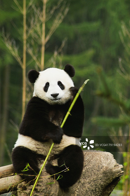 近距离的熊猫(Alluropoda melanoleuca)拿着一根棍子图片素材