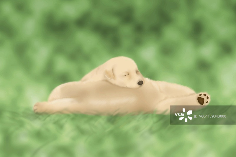 两只金毛猎犬的幼犬睡在草地上，侧视图，不同焦点图片素材