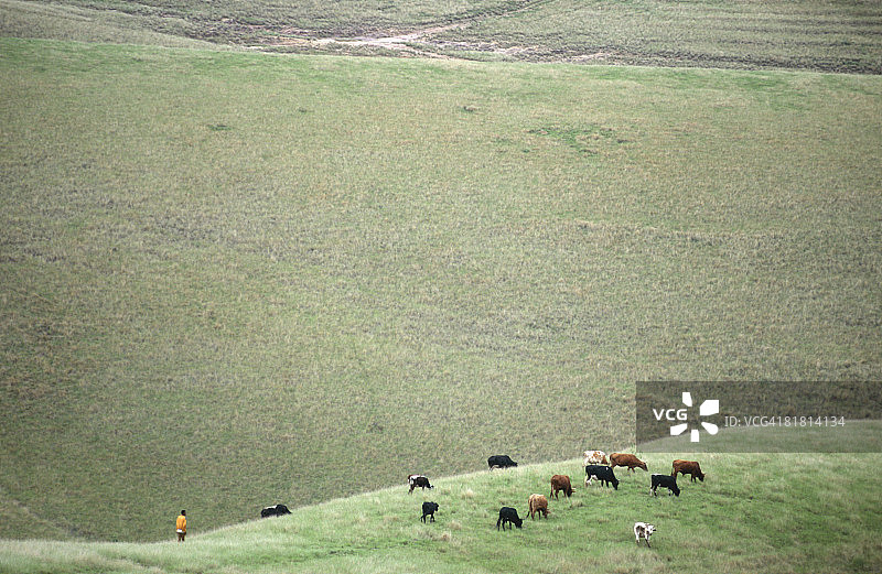 南非夸祖鲁-纳塔尔省乌伦迪，牧童和他的牛图片素材
