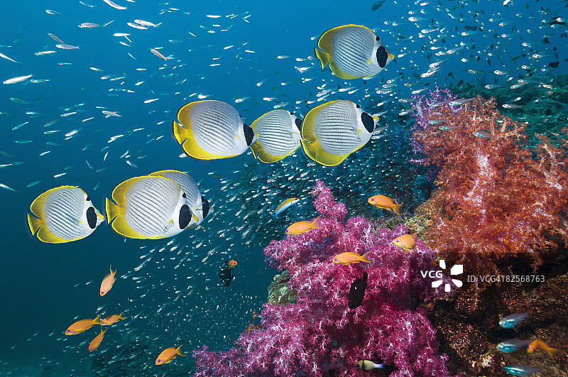 熊猫蝴蝶鱼在珊瑚礁上成群游动。图片素材