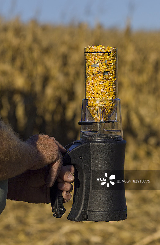 玉米收获，测定重量和水分含量图片素材