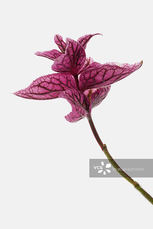 一个粉红色花的特写图片素材