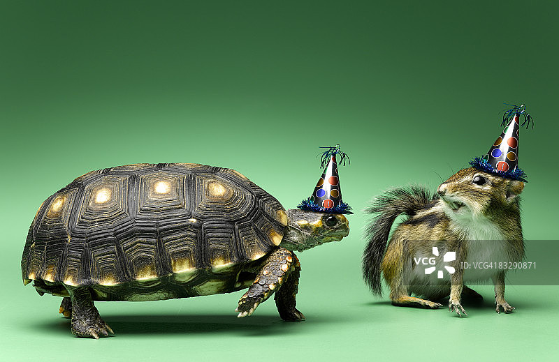 乌龟和花栗鼠戴着派对帽图片素材
