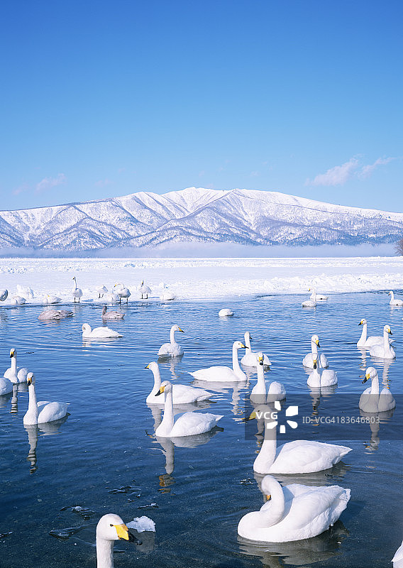 库沙罗湖里的天鹅图片素材