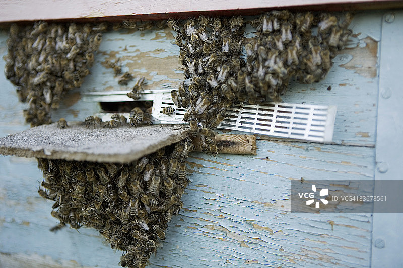一只蜜蜂蜂巢图片素材