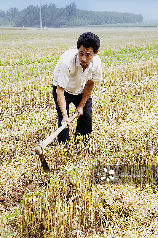 农民在田里工作，中国山东省，直沟图片素材