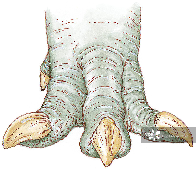 异特龙脚的插图显示负重脚趾和内露爪图片素材
