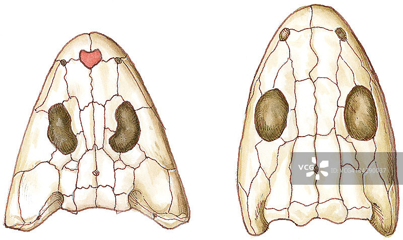 原始四足动物头盖骨图，以红色突出显示鼻间骨，原始四足动物头盖骨缺失鼻间骨图片素材