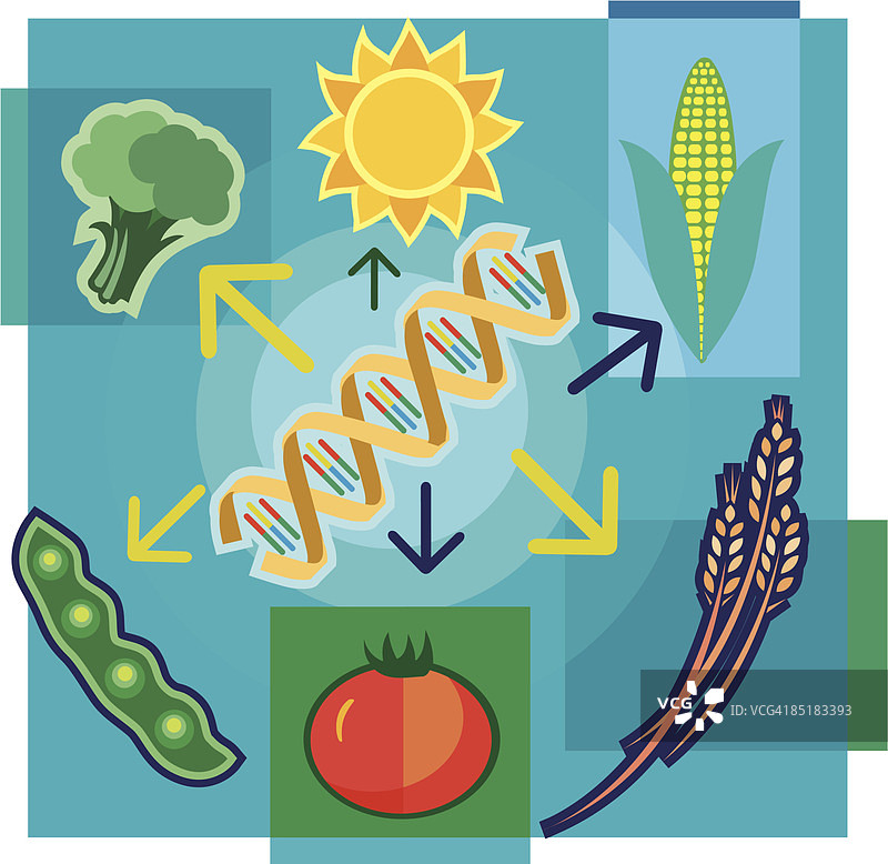 关于含有DNA、太阳、蔬菜和小麦的转基因食品的蒙太奇插图图片素材