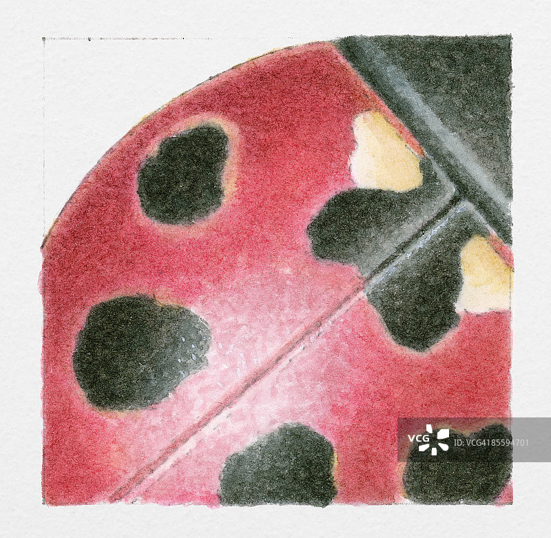 红色和黑色瓢虫(七星瓢虫)插图图片素材