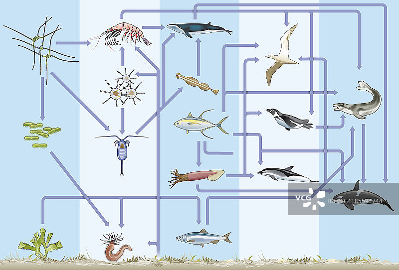 水下和海底生物地球化学循环或营养循环说明图片素材