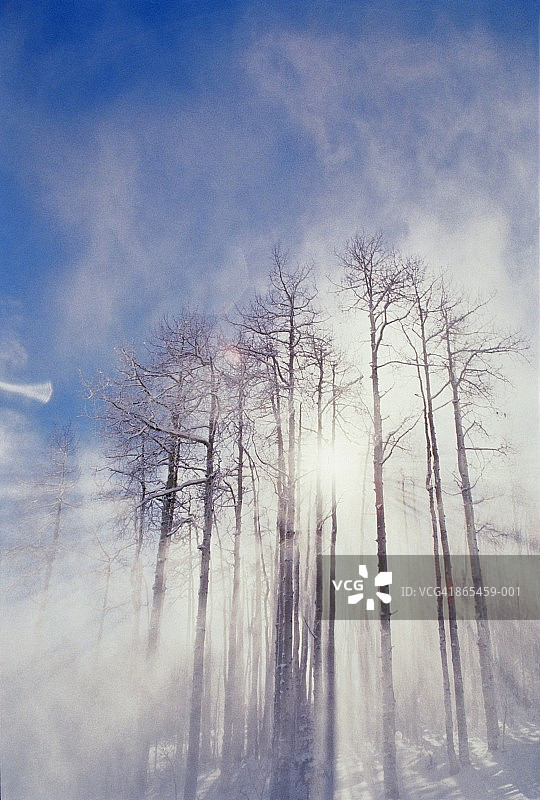 雪吹在杨树周围，低角度观看图片素材