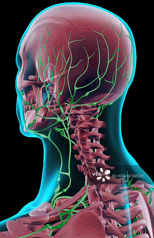 头颈部的淋巴系统图片素材