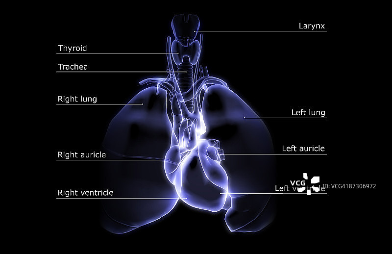 心脏和呼吸系统图片素材