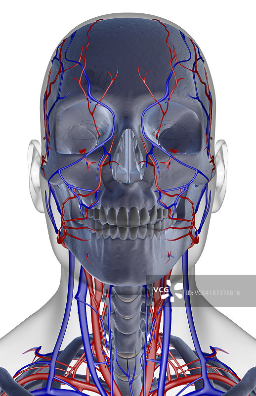 头部、颈部和面部的血液供应图片素材