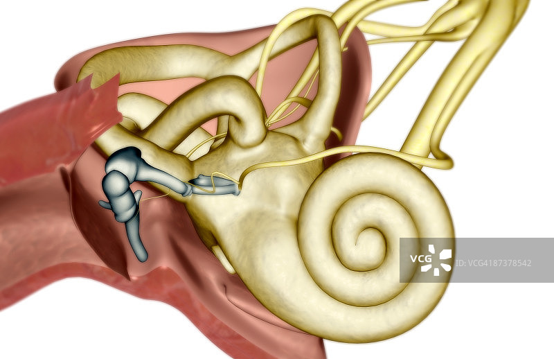 耳朵的解剖图片素材