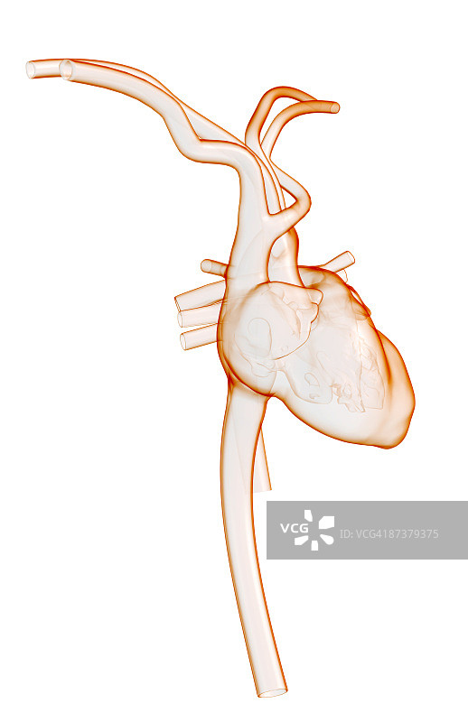 心脏和主要血管图片素材