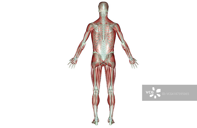 肌肉骨骼系统图片素材