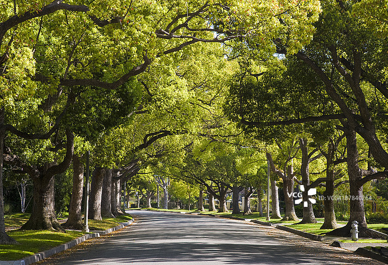 枫树路，加利福尼亚州比弗利山图片素材