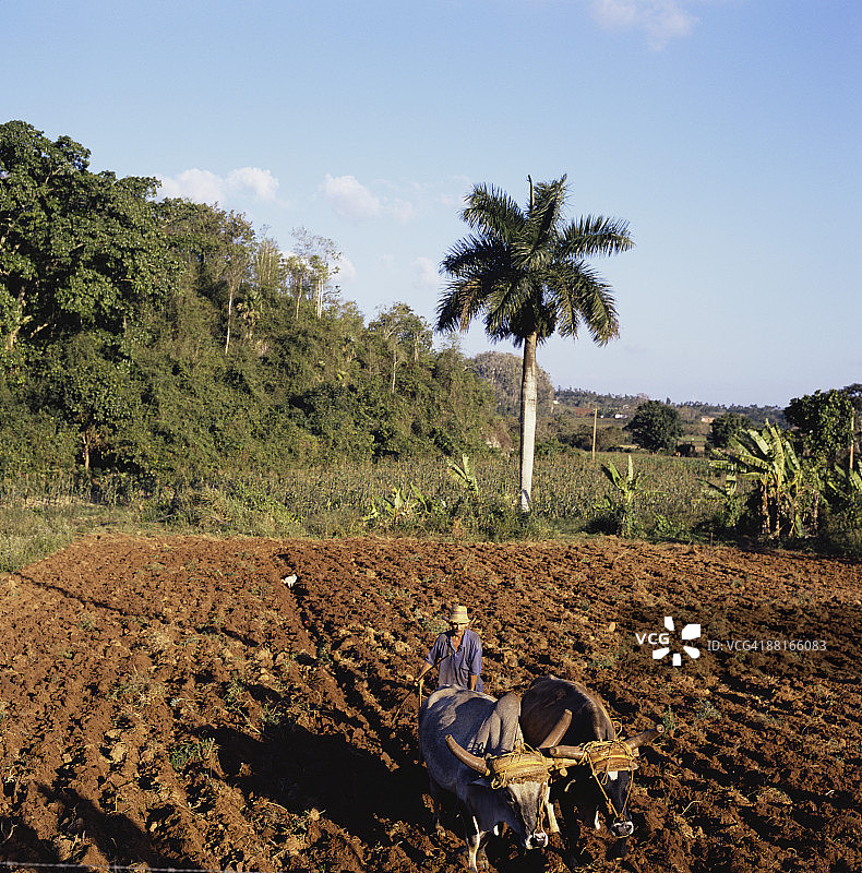 古巴耕田的牛和农民图片素材