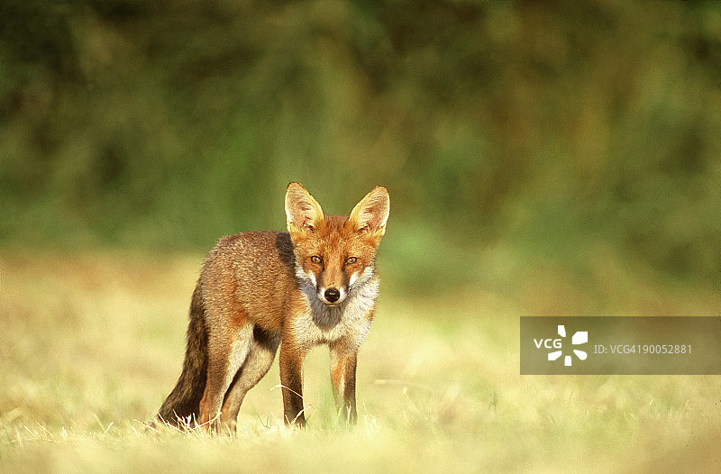 赤狐幼崽在巢穴附近成熟。中条farmland.u.k。图片素材