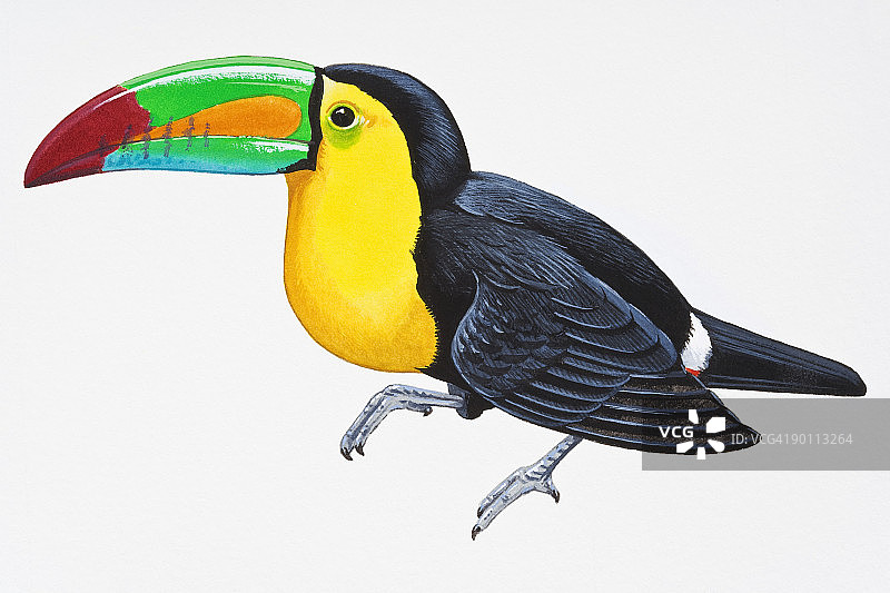 龙骨嘴巨嘴鸟(硫磺巨嘴鸟)的数字插图，色彩鲜艳的南美洲鸟图片素材