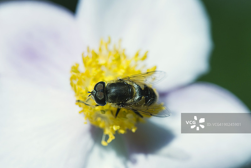 产于白色和黄色大花中心的食蚜蝇，采集花粉图片素材
