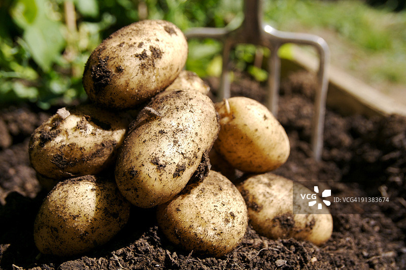 新鲜土豆……图片素材