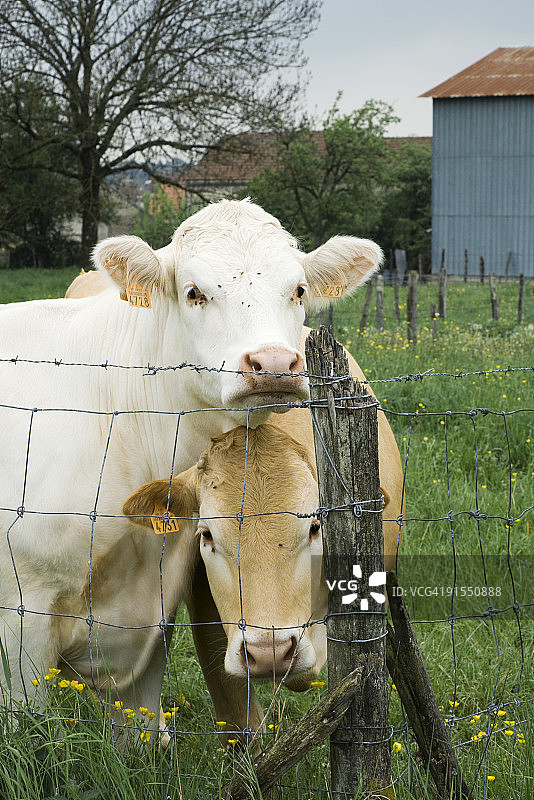 奶牛站在铁丝围栏旁，看着摄像机图片素材