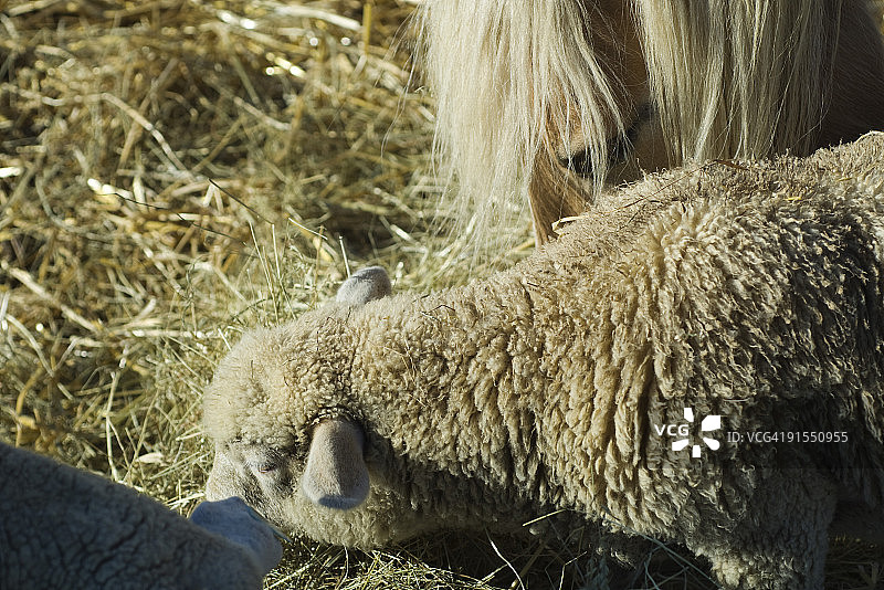 绵羊和马在吃干草，特写图片素材
