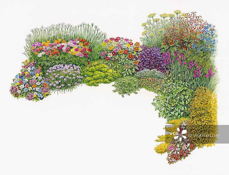 彩色混合边界与草本植物的插图图片素材