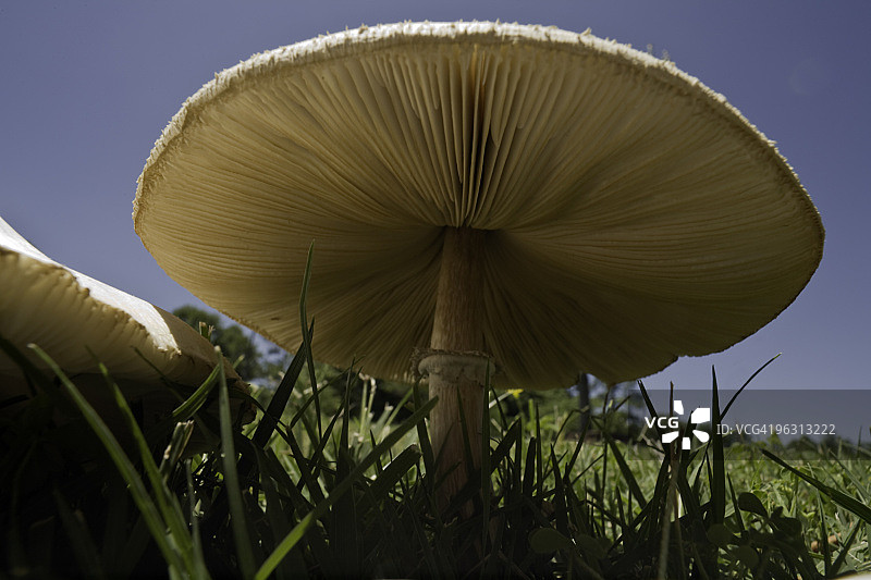 野生portabello蘑菇图片素材