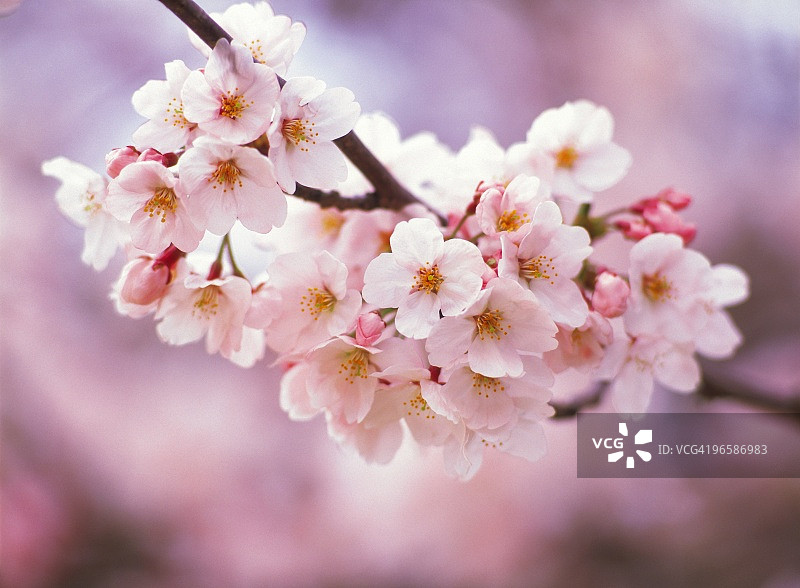 盛开的樱桃树图片素材