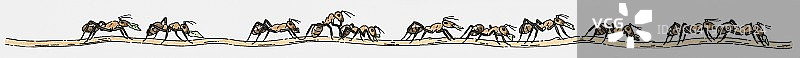 一排蚂蚁在移动的插图图片素材