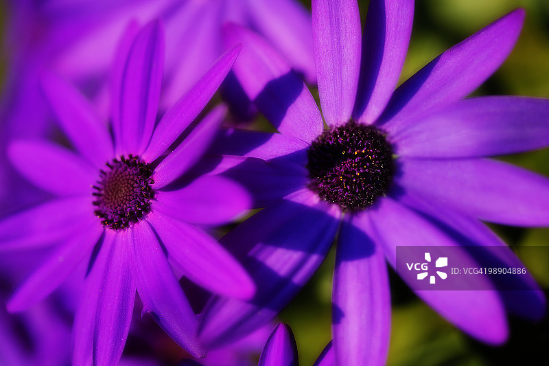 深蓝紫色的塞内蒂花图片素材