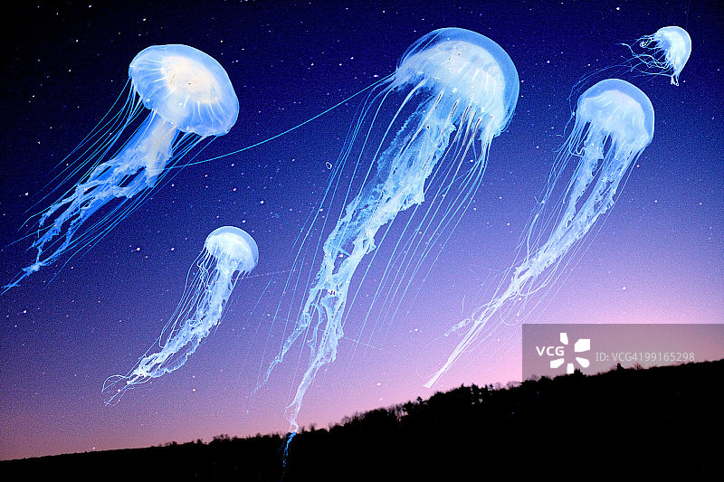 夜空中的水母图片素材