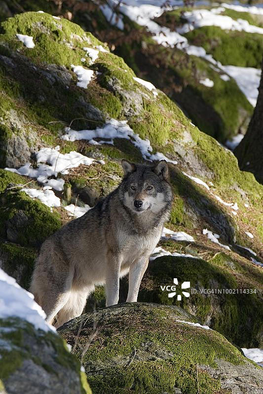 灰狼，巴伐利亚森林国家公园，德国巴伐利亚图片素材
