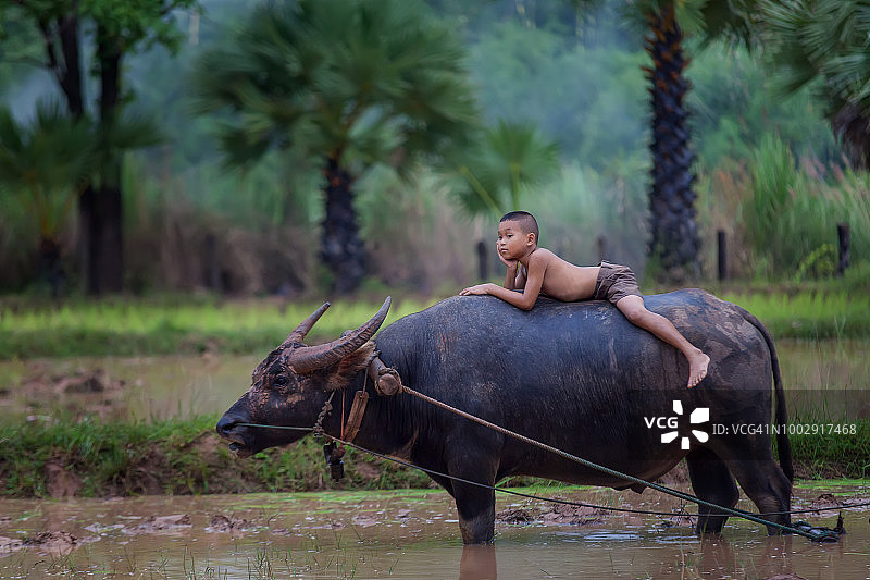 亚洲儿童与水牛图片素材