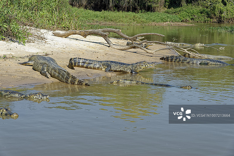 Yacare caiman, Pantanal, Mato Grosso，巴西，南美图片素材
