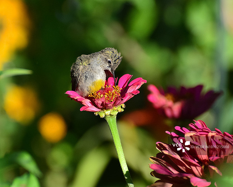幼年蜂鸟正在进食百日草花粉，胃上有黄色花粉斑图片素材