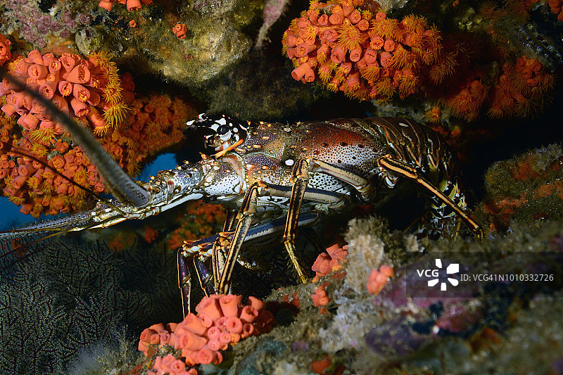 加勒比海大螯虾。图片素材